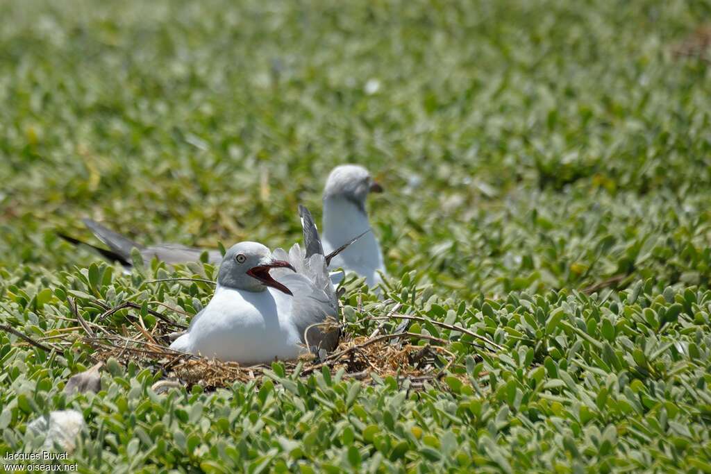 Mouette à tête griseadulte, Nidification