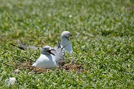 Mouette à tête grise