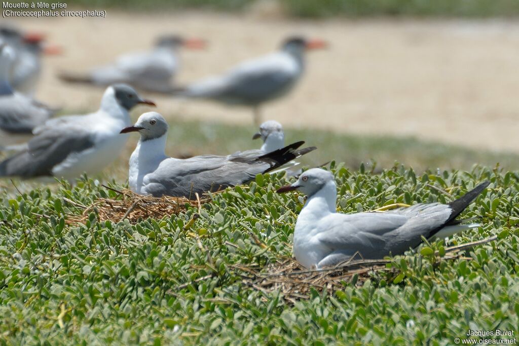 Grey-headed Gulladult breeding