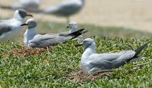 Mouette à tête grise