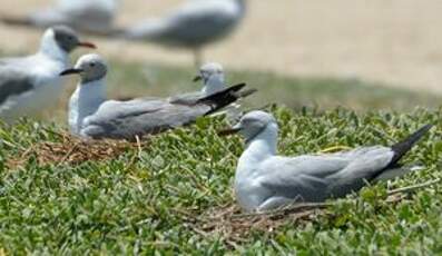 Mouette à tête grise