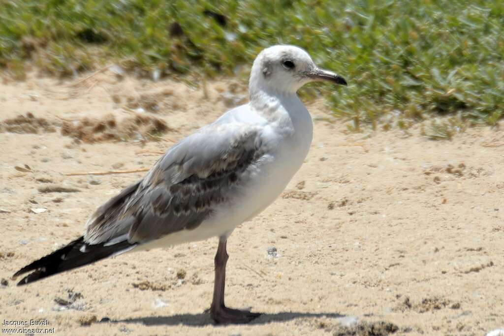 Mouette à tête grisejuvénile, identification