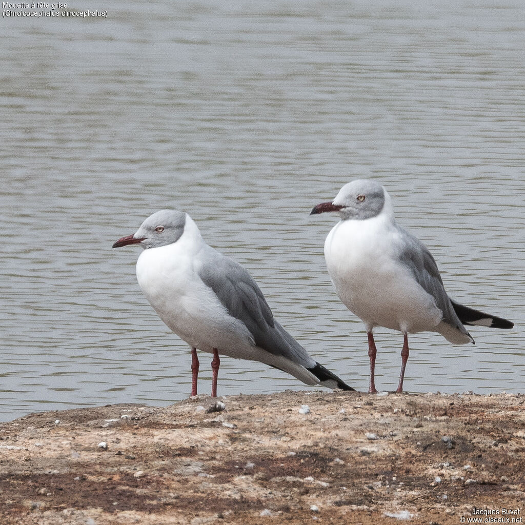 Mouette à tête griseadulte nuptial, composition, pigmentation