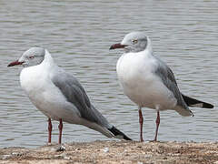 Mouette à tête grise