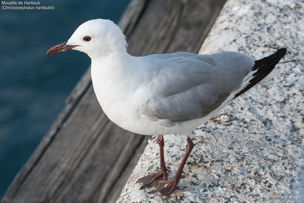 Mouette de Hartlaubadulte internuptial