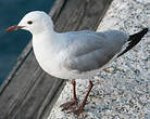 Mouette de Hartlaub