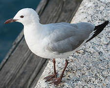 Hartlaub's Gull