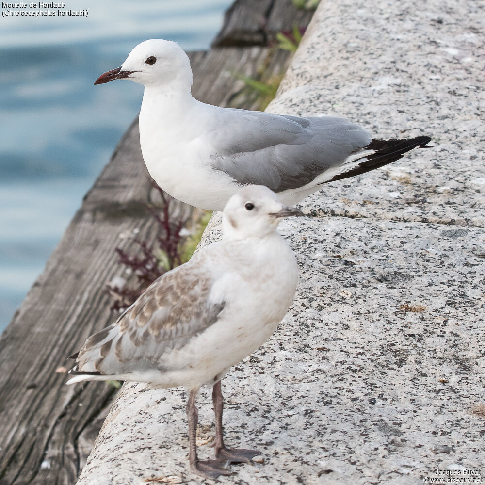 Hartlaub's Gull