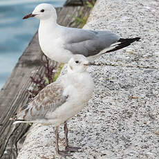 Mouette de Hartlaub