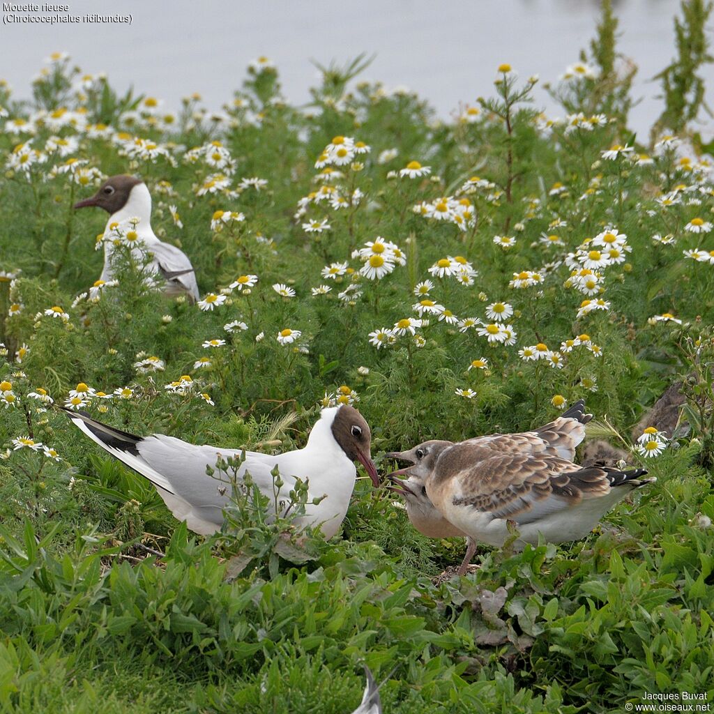 Black-headed Gull, habitat, aspect, pigmentation, colonial reprod.