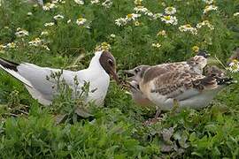 Black-headed Gull