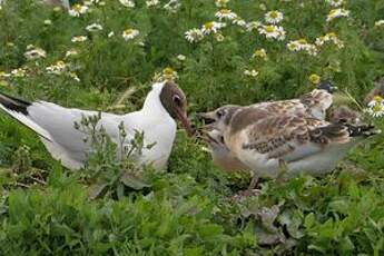 Mouette rieuse