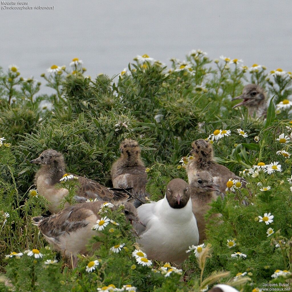 Mouette rieuse, habitat, composition, pigmentation, Nidification, r. coloniale