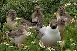 Mouette rieuse