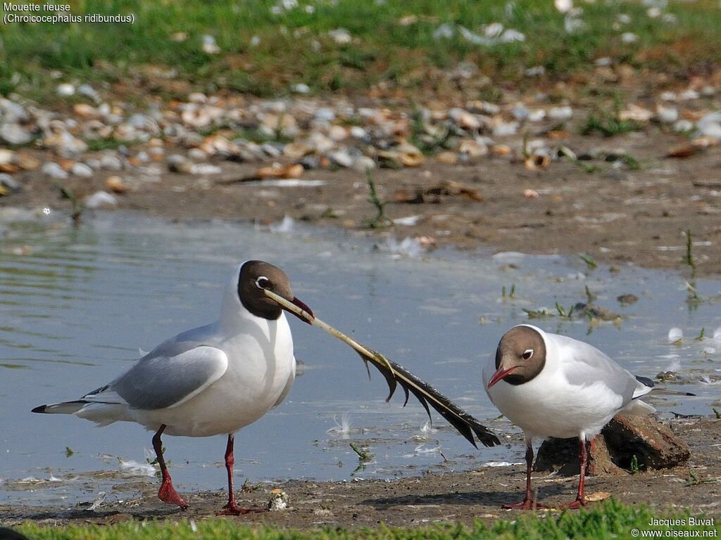 Mouette rieuseadulte nuptial, habitat, composition, pigmentation, parade, Comportement