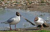 Mouette rieuse