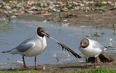 Mouette rieuse