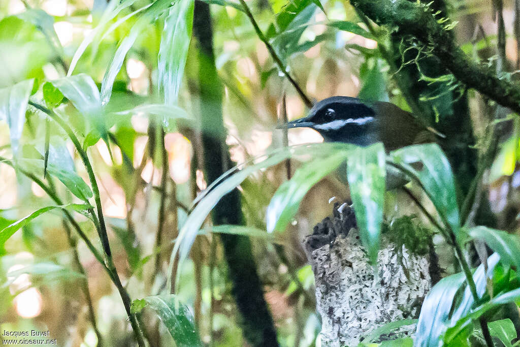 Crossley's Vanga male adult