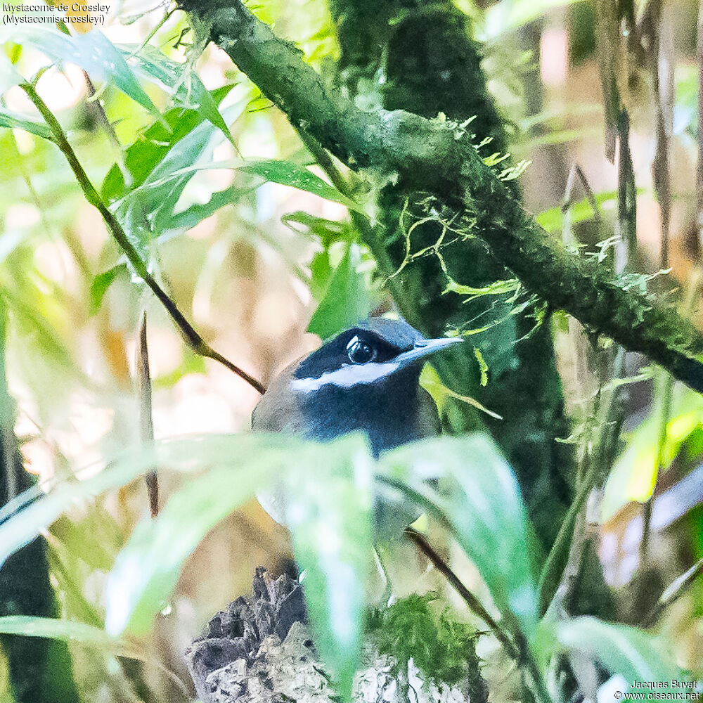 Crossley's Vanga male adult