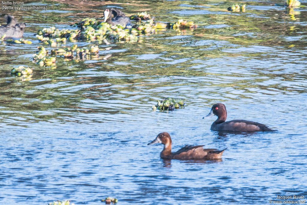 Southern Pochardadult, habitat, aspect, pigmentation, swimming