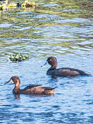 Southern Pochard