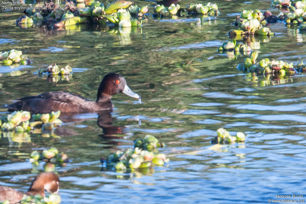 Southern Pochard male adult, identification, habitat, aspect, camouflage, swimming