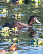 Southern Pochard