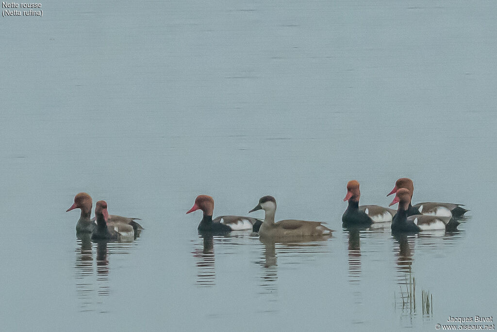 Red-crested Pochardadult breeding, habitat, aspect, pigmentation, swimming