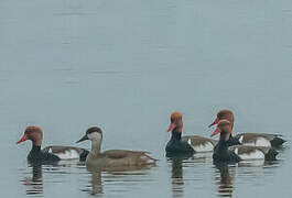 Red-crested Pochard