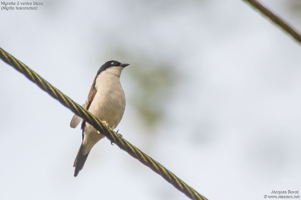 White-breasted Nigritaadult