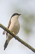 White-breasted Nigrita