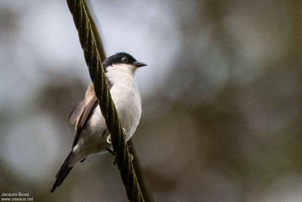 Nigrette à ventre blancadulte, identification