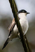 White-breasted Nigrita