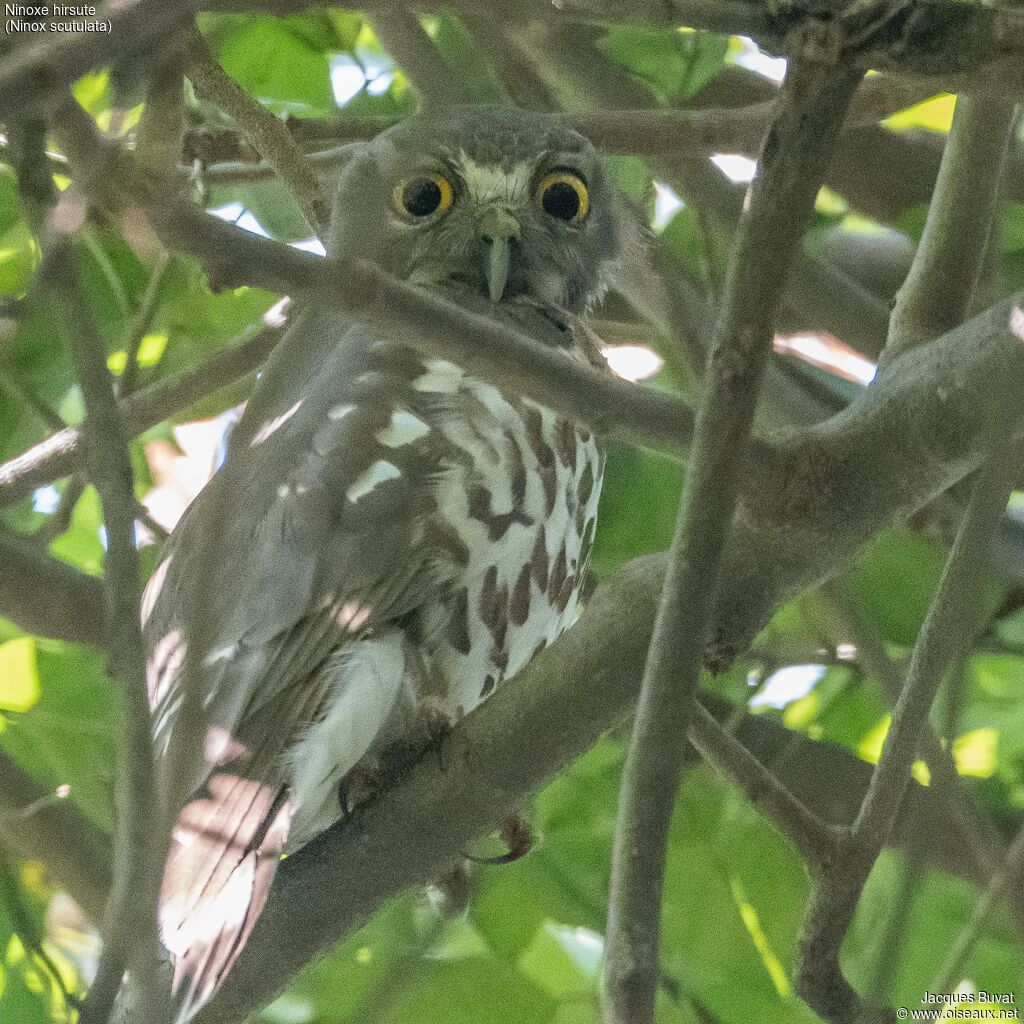 Brown Hawk-Owl