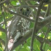 Brown Hawk-Owl