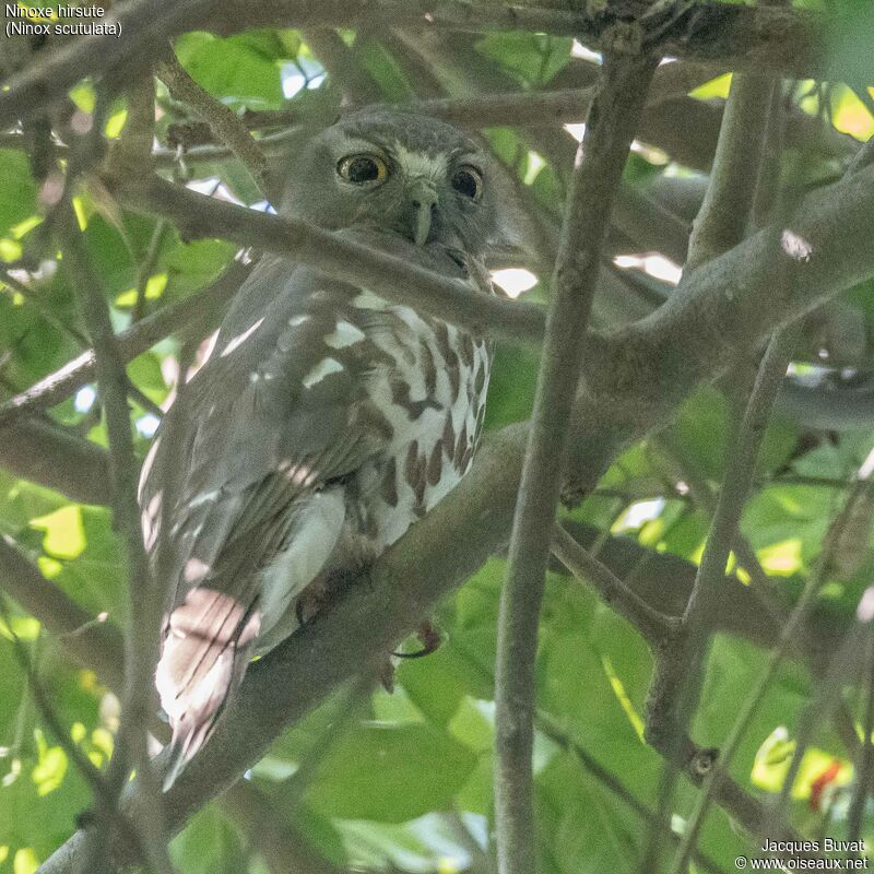 Brown Hawk-Owl male adult, close-up portrait, aspect, pigmentation