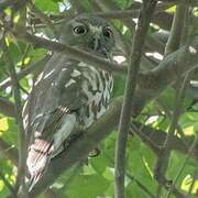 Brown Hawk-Owl