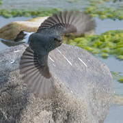 Plumbeous Water Redstart