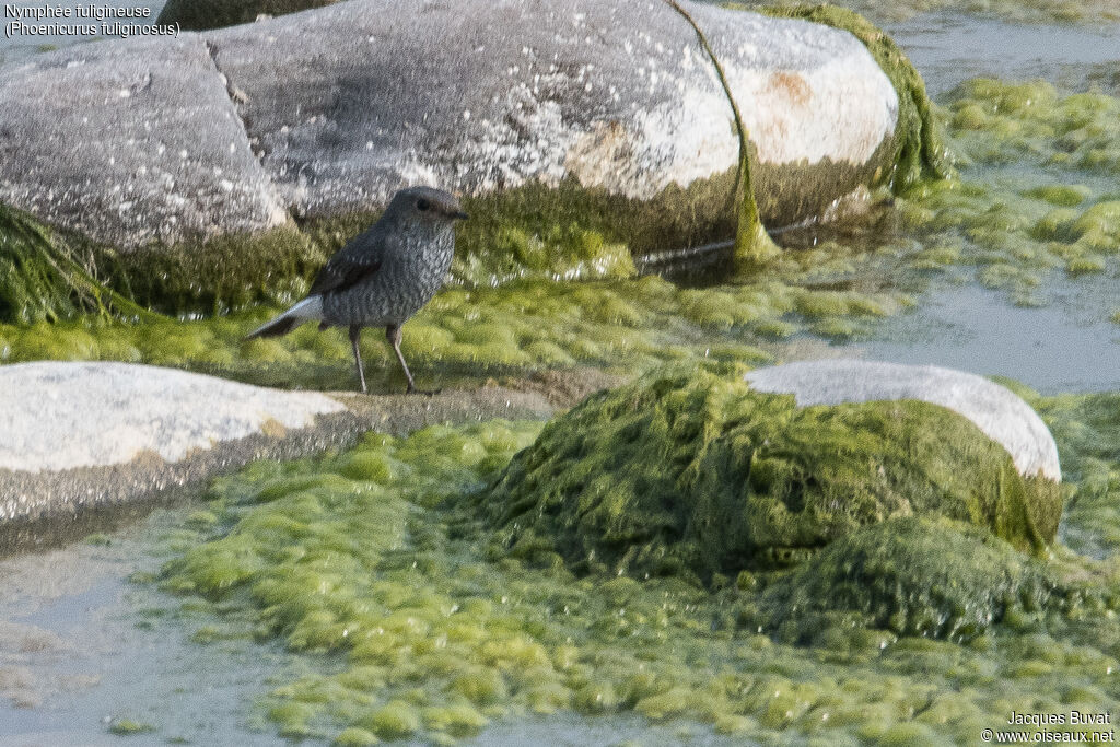 Nymphée fuligineuse femelle adulte, habitat, composition, pigmentation