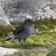 Plumbeous Water Redstart