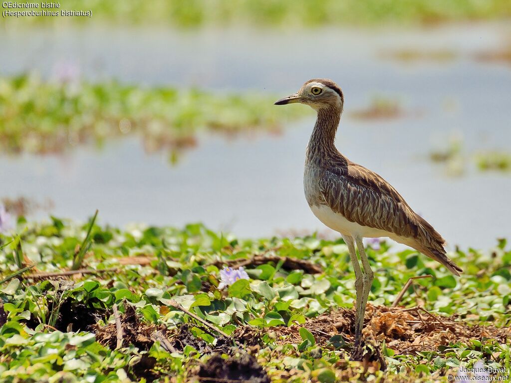 Double-striped Thick-kneeadult