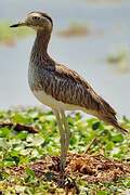 Double-striped Thick-knee