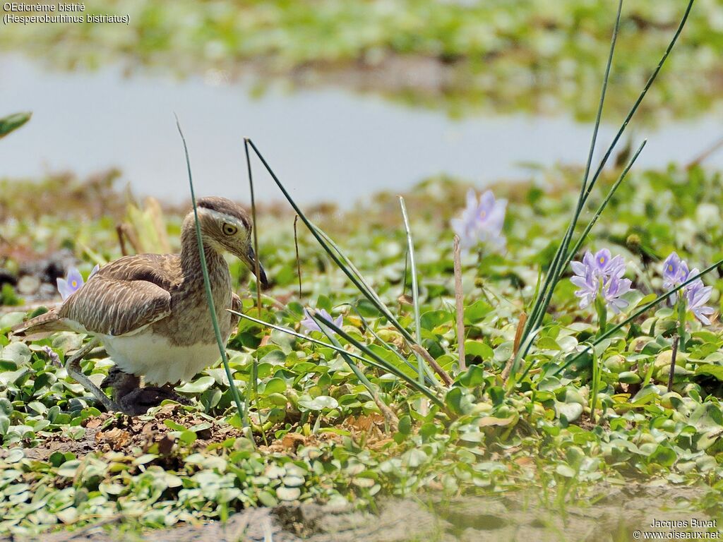 Double-striped Thick-kneeadult