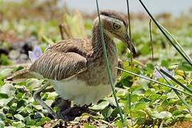 Double-striped Thick-knee