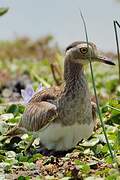 Double-striped Thick-knee