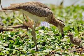 Double-striped Thick-knee