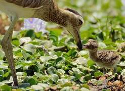 Double-striped Thick-knee