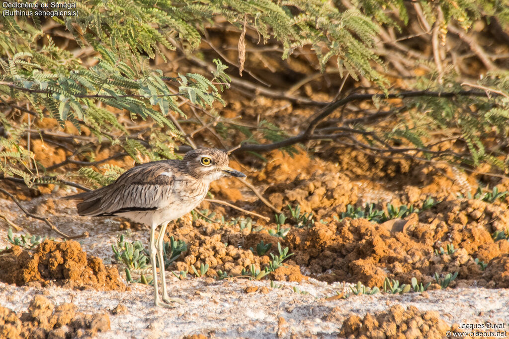 Senegal Thick-kneeadult