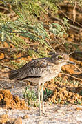 Senegal Thick-knee