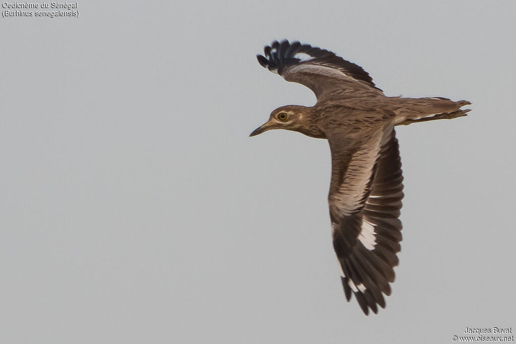 Senegal Thick-kneeadult